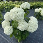 Hortenzia stromčekovitá (Hydrangea arborescens) 'STRONG ANNABELLE' Proven Winner® - výška 30-50 cm, kont. C3L